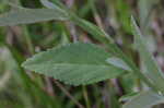 Arrowleaf sida